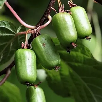 Актинидия СЕНТЯБРЬСКАЯ коломикта  Актинидия СЕНТЯБРЬСКАЯ коломикта в Владикавказе