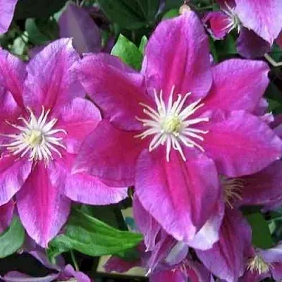 Клематис ХАНИЯ  Клематис ХАНИЯ в Владикавказе