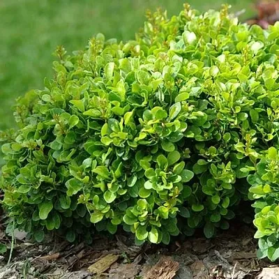 Барбарис КОБОЛЬД тунберга  Барбарис КОБОЛЬД тунберга в Владикавказе