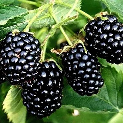 Ежевика ПРАЙМ АРК ТРЕВЕЛЕР ремонтантная в Владикавказе