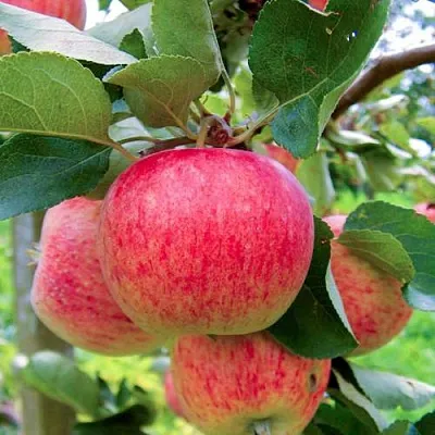 Яблоня ПИРОС  Яблоня ПИРОС в Владикавказе