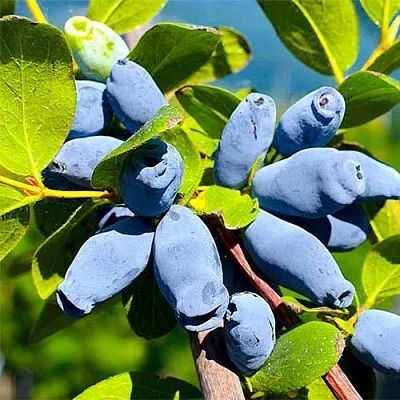 Жимолость съедобная АВРОРА в Владикавказе