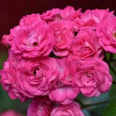 Саженцы роз ДИНКИ мускусная  Саженцы роз ДИНКИ мускусная в Владикавказе