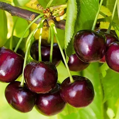 Черешня ИПУТЬ  Черешня ИПУТЬ в Владикавказе