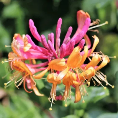 Жимолость ГЕКРОТА в Владикавказе