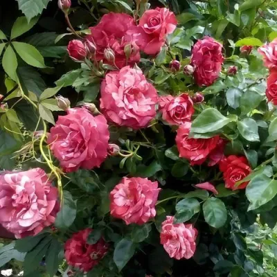 Саженцы роз БРАУНИ плетистая — описание сорта Саженцы роз БРАУНИ плетистая в Владикавказе