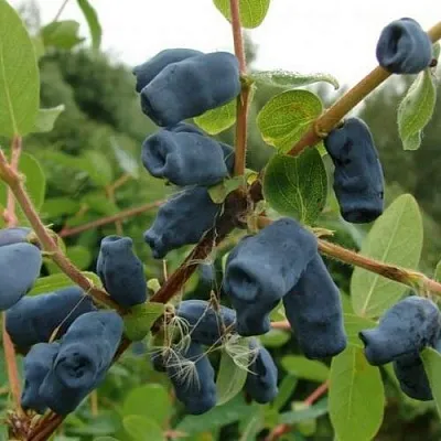 Жимолость съедобная ПУШКИНСКАЯ в Владикавказе