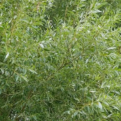 Ива ВИТЕЛЛИНА белая   Ива ВИТЕЛЛИНА белая  в Владикавказе