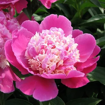 Пион КОРА СТАББС травянистый  Пион КОРА СТАББС травянистый в Владикавказе