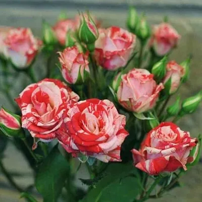 Миниатюрная  Миниатюрная в Владикавказе