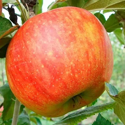 Яблоня ЦЕЛЕСТЕ  Яблоня ЦЕЛЕСТЕ в Владикавказе