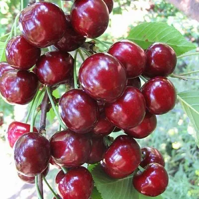 Черешня ОДРИНКА  Черешня ОДРИНКА в Владикавказе