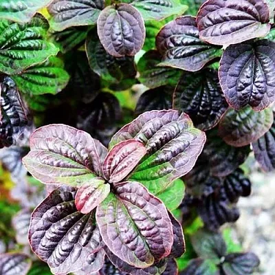 дерен КОМПРЕССА кроваво-красный  дерен КОМПРЕССА кроваво-красный в Владикавказе