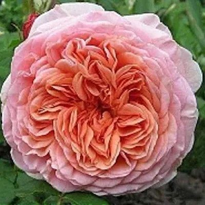 Саженцы роз АБРАХАМ ДЕРБИ английская  Саженцы роз АБРАХАМ ДЕРБИ английская в Владикавказе