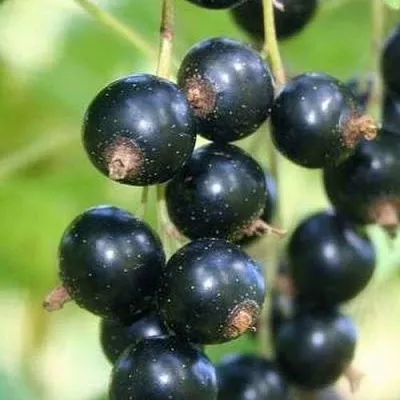 Смородина черная СТРЕЛЕЦ  Смородина черная СТРЕЛЕЦ в Владикавказе