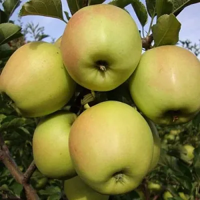 Яблоня СКИФСКОЕ ЗОЛОТО в Владикавказе
