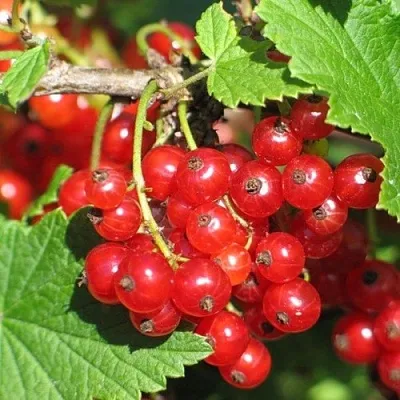 Смородина красная РАЧКОВСКАЯ  Смородина красная РАЧКОВСКАЯ в Владикавказе