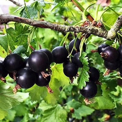 Йошта КРЫМСКАЯ  Йошта КРЫМСКАЯ в Владикавказе