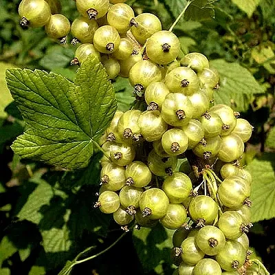 Смородина зеленоплодная СНЕЖНАЯ КОРОЛЕВА  Смородина зеленоплодная СНЕЖНАЯ КОРОЛЕВА в Владикавказе