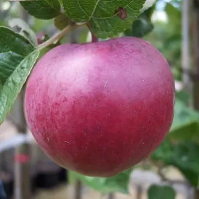 Яблоня НОРИС  Яблоня НОРИС в Владикавказе