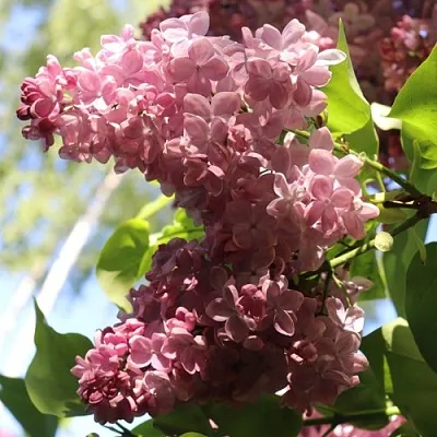 Сирень МЕДОВЫЙ СПАС  Сирень МЕДОВЫЙ СПАС в Владикавказе