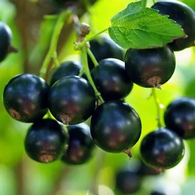 Смородина чёрная ВЕЛОЙ (ЛЕНИНГРАДСКАЯ СЛАДКАЯ)  Смородина чёрная ВЕЛОЙ (ЛЕНИНГРАДСКАЯ СЛАДКАЯ) в Владикавказе