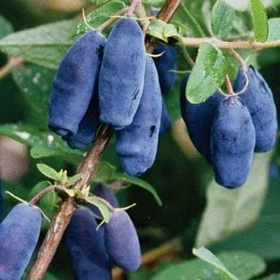 Жимолость съедобная ЛАЗУРНАЯ в Владикавказе