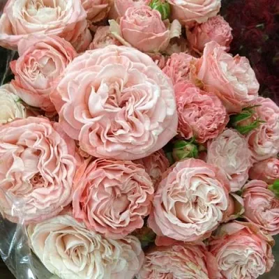 Саженцы роз МАДАМ БОМБАСТИК спрей  Саженцы роз МАДАМ БОМБАСТИК спрей в Владикавказе