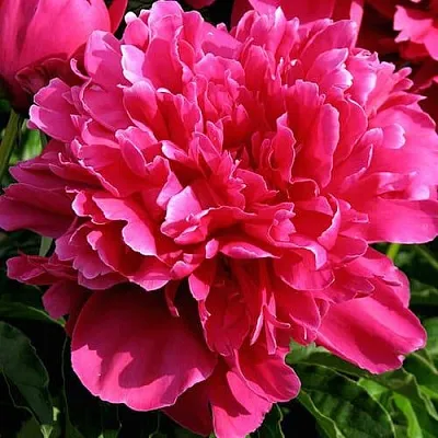 Пион ВИКТУАР ДЕ ЛА МАРН травянистый  Пион ВИКТУАР ДЕ ЛА МАРН травянистый в Владикавказе