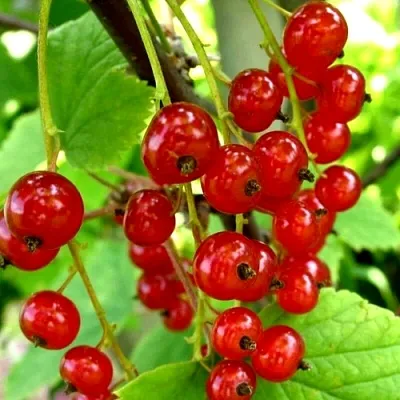 Смородина красная КОРАЛЛОВАЯ  Смородина красная КОРАЛЛОВАЯ в Владикавказе