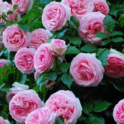 Саженцы роз ПЬЕР ДЕ РОНСАР плетистая  Саженцы роз ПЬЕР ДЕ РОНСАР плетистая в Владикавказе