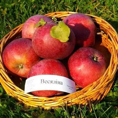 Яблоня ВЕСЯЛИНА  Яблоня ВЕСЯЛИНА в Владикавказе