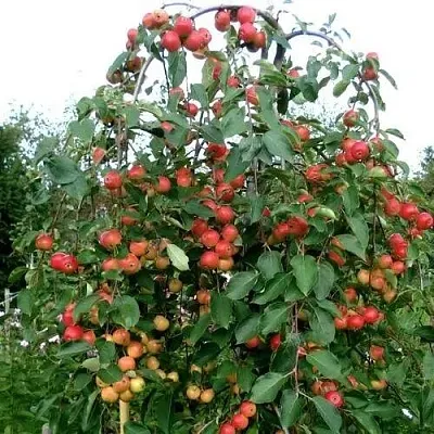 Яблоня ХЮВИНГИЕНЗИС декоративная  Яблоня ХЮВИНГИЕНЗИС декоративная в Владикавказе