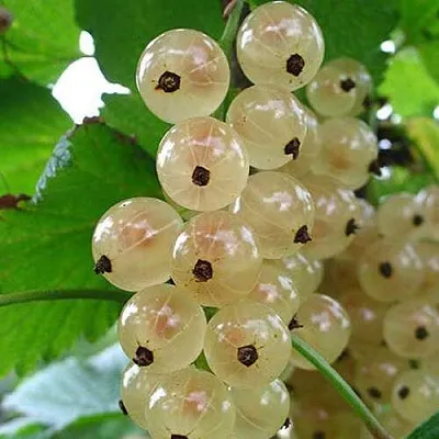 Смородина белая ЮТЕРБОРГСКАЯ  Смородина белая ЮТЕРБОРГСКАЯ в Владикавказе