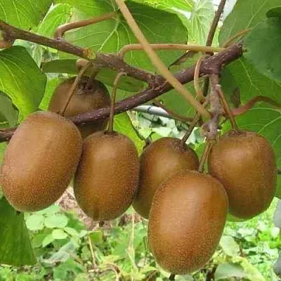 Актинидия ХЕЙВАРД деликатесная   Актинидия ХЕЙВАРД деликатесная  в Владикавказе