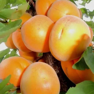 Абрикос ДЕСЕРТНЫЙ в Владикавказе