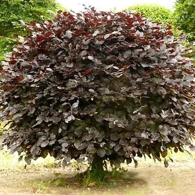 Бук лесной АТРОПУНИЦЕА  Бук лесной АТРОПУНИЦЕА в Владикавказе