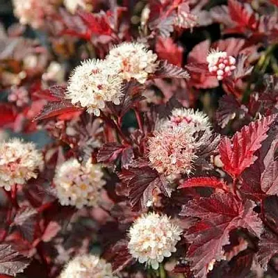 Пузыреплодник ЛЕДИ ИН РЕД  Пузыреплодник ЛЕДИ ИН РЕД в Владикавказе