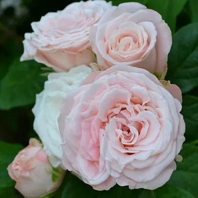 Саженцы роз БОМБАСТИК спрей  Саженцы роз БОМБАСТИК спрей в Владикавказе