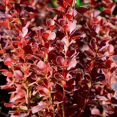 Барбарис ВУЛКАНО тунберга  Барбарис ВУЛКАНО тунберга в Владикавказе