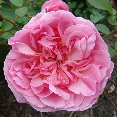 Саженцы роз ХАЙДИ ХОЛЛ английская  Саженцы роз ХАЙДИ ХОЛЛ английская в Владикавказе