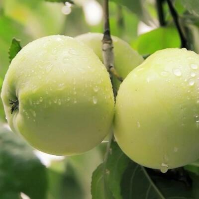 Саженцы яблони оптом в Владикавказе