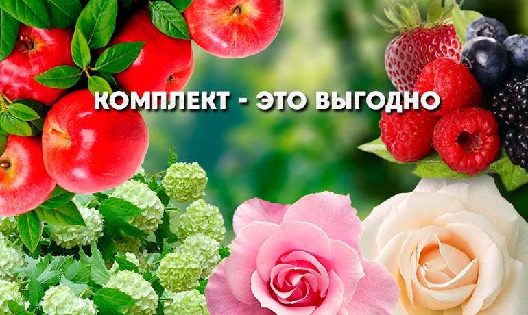 Саженцы от Плодопитомник Сад Саженцы от Плодопитомник Сад