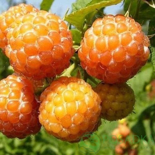 Малина КУМБЕРЛЕНД желтая в Владикавказе