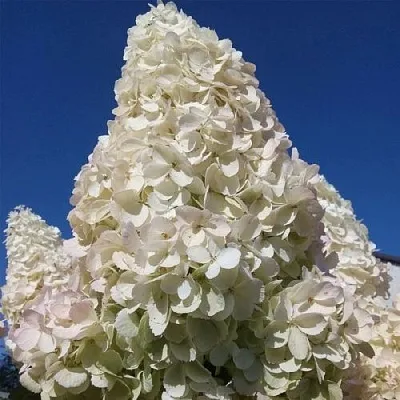 Белая в Владикавказе