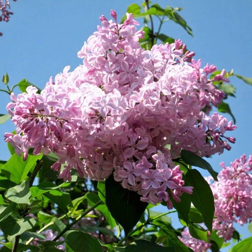 Сирень БУФФОН в Владикавказе