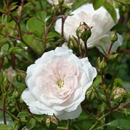 Роза СВАНИ почвопокровная в Владикавказе