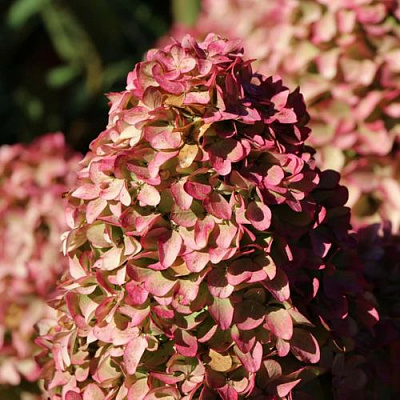 Мэджикал в Владикавказе