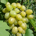 Виноград в Владикавказе