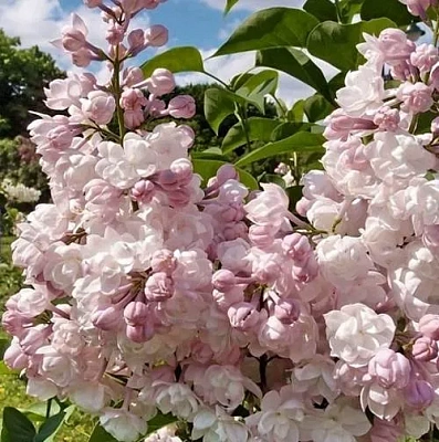 Сирень КРАСАВИЦА МОСКВЫ (привитая) в Владикавказе